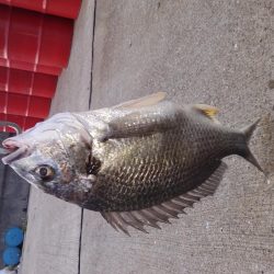 仕事帰りのちょい釣り